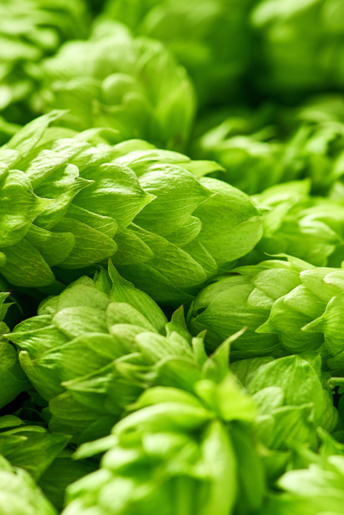hopfen_hoch